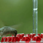 Hummingbird Feeder With Built-In Ant Moat